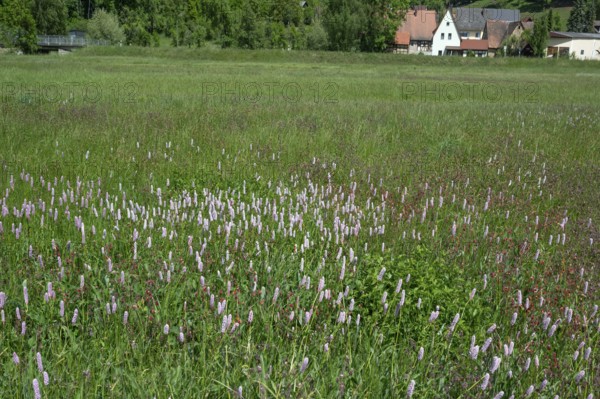 Spring meadow with snake knotweed (Bistorta officinalis) in Franconian Switzerland, Egloffstein,