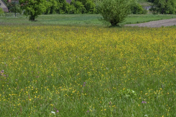 Spring meadow with buttercups (Ranunculus) in Franconian Switzerland, Egloffstein, Upper Franconia,