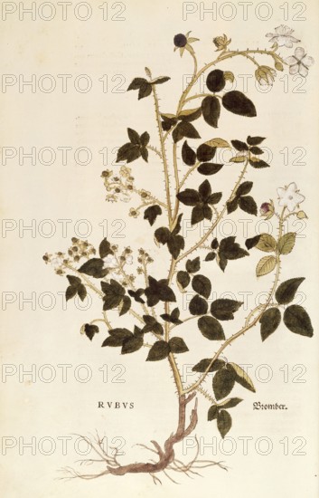 Dewberry, Rubus, coloured illustration by Leonhart Fuchs, (1542), from De historia stirpium