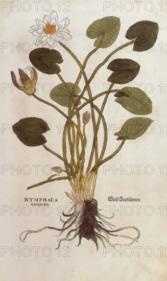 White Lotus - Nymphaea alba, Nymphaea candida, coloured illustration by Leonhart Fuchs, (1542),