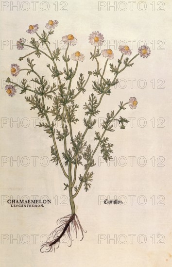 Chamomile, Matricaria chamomilla, Chamaemelum leucanthemum, coloured illustration by Leonhart