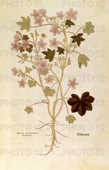 Mallow, Malva sylvestris elatior, coloured illustration by Leonhart Fuchs, (1542), from De historia