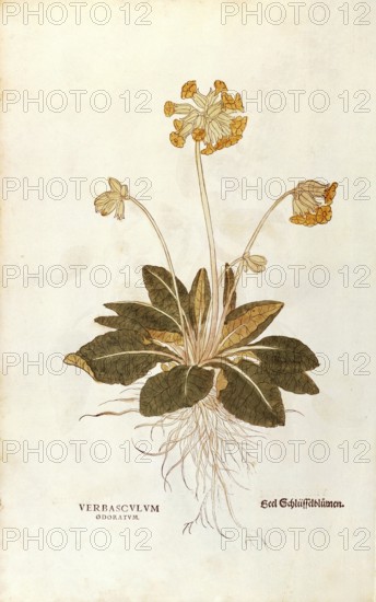 Cowslip, Primula veris officinalis, Verbasculum odoratum, coloured illustration by Leonhart Fuchs,