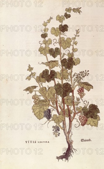 Grapevine, Vitis vinifera, coloured illustration by Leonhart Fuchs, (1542), from De historia