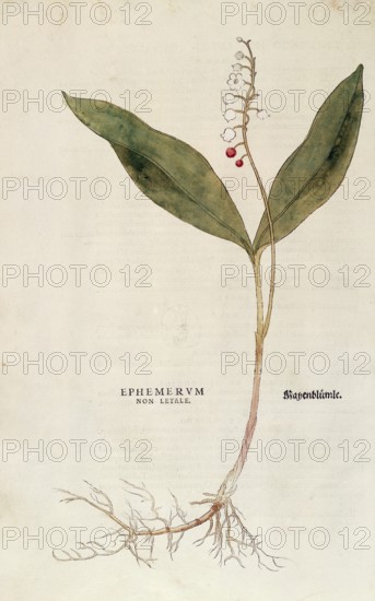 Lily of the valley, Convallaria majalis, coloured illustration by Leonhart Fuchs, (1542), from De
