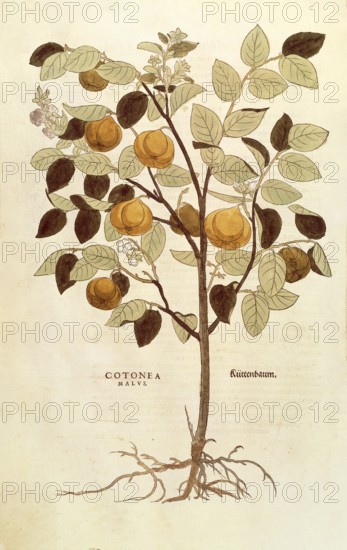 Quince, Cydonia oblonga, Cotonea malus, coloured illustration by Leonhart Fuchs, (1542), from De