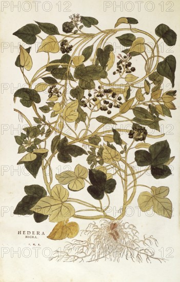 Ivy, Hedera helix nigra aurea, coloured illustration by Leonhart Fuchs, (1542), from De historia