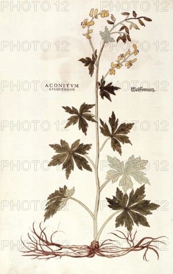 Monkshood, Wolfsbane, Aconitum lycoctonum, coloured illustration by Leonhart Fuchs, (1542), from De