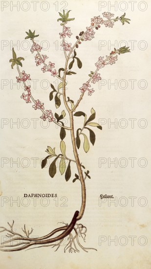 Daphne mezereum, Daphnoides, coloured illustration by Leonhart Fuchs, (1542), from De historia