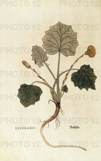 Coltsfoot, Tussilago farfara, coloured illustration by Leonhart Fuchs, (1542), from De historia
