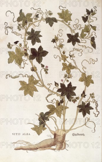 Red bryony, Bryonia dioica, Vitis alba, coloured illustration by Leonhart Fuchs, (1542), from De