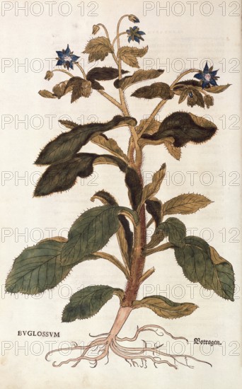 Borage, Borago officinalis, Buglossum, coloured illustration by Leonhart Fuchs, (1542), from De