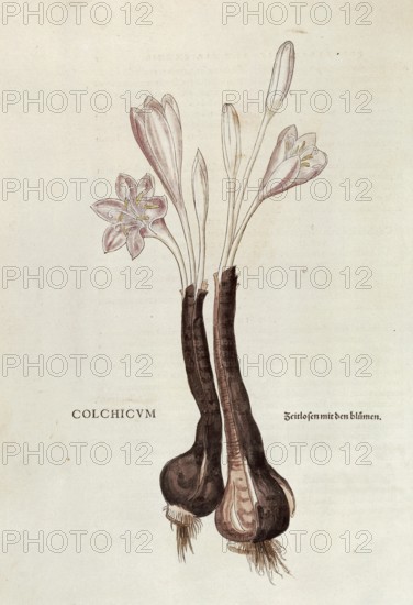 Autumn crocus, Colchicum autumnale, coloured illustration by Leonhart Fuchs, (1542), from De