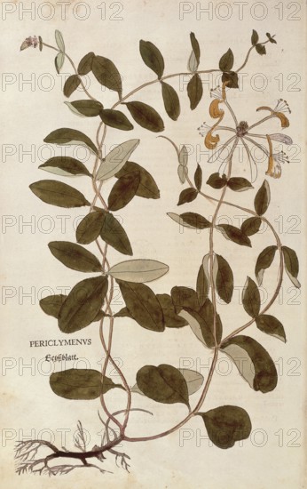 Honeysuckle, Lonicera periclymenum, coloured illustration by Leonhart Fuchs, (1542), from De