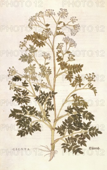 Spotted hemlock, Conium maculatum, Cicuta, coloured illustration by Leonhart Fuchs, (1542), from De