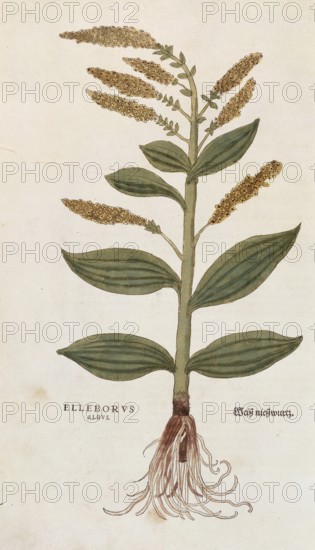 White False Helleborne, Veratrum album, Elleborus albus, coloured illustration by Leonhart Fuchs,