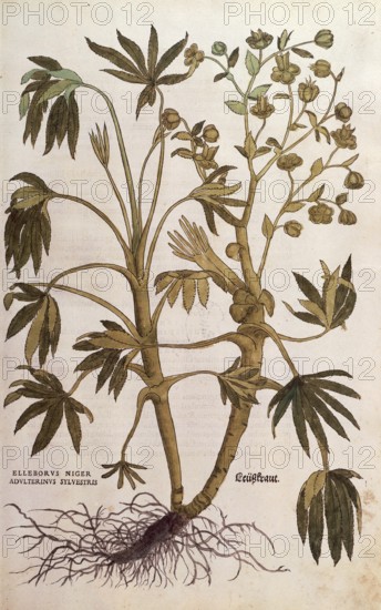 Stinking hellebore, Helleborus foetidus, Helleborus niger adulterinus sylvestris, coloured