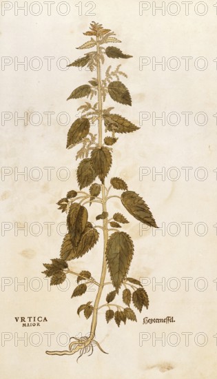 Stinging nettle, stinging nettle, Urtica dioica, Urtica major, coloured illustration by Leonhart