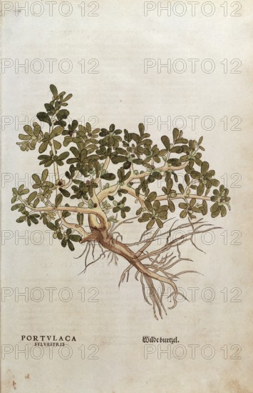 Portulaca, Portulaca oleracea, Portulaca sylvestris, coloured illustration by Leonhart Fuchs,