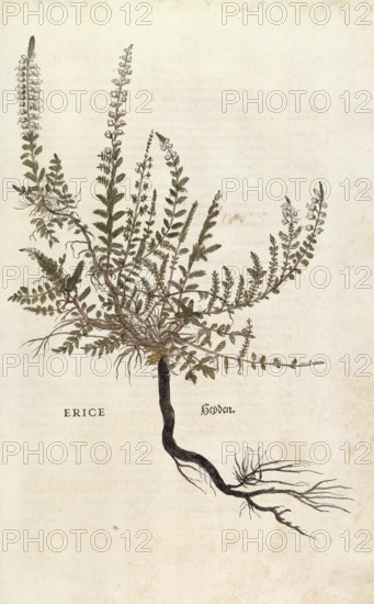 Heather, Erica, Calluna vulgaris, Erice, coloured illustration by Leonhart Fuchs, (1542), from De