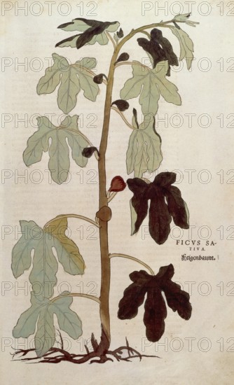 Fig, Ficus carica, Ficus sativa, coloured illustration by Leonhart Fuchs, (1542), from De historia
