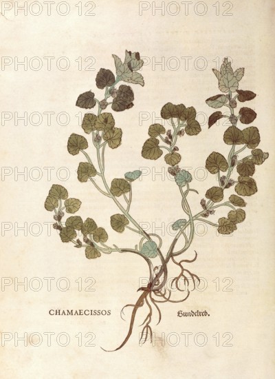 Gudermann, Glechoma hederacea, Chamaecissos, coloured illustration by Leonhart Fuchs, (1542), from