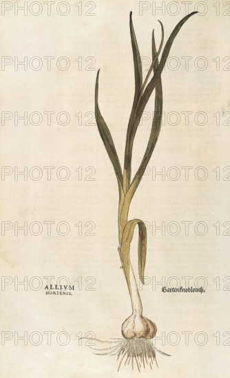 Garlic, Allium sativum, Allium hortense, coloured illustration by Leonhart Fuchs, (1542), from De
