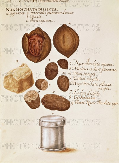 Nutmeg, from Descriptio Medicamento Confetionem, ca 1650, digital reproduction in authentic