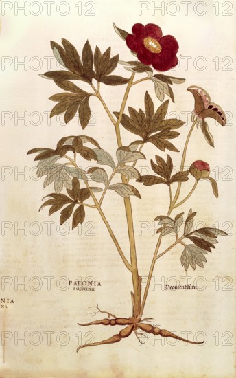 Peony, Paeonia officinalis, Paeonia foemina, coloured illustration by Leonhart Fuchs, (1542), from