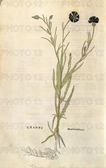 Cornflower, Centaurea cyanus, coloured illustration by Leonhart Fuchs, (1542), from De historia