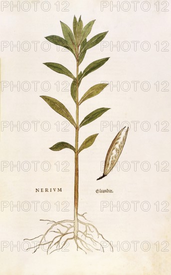 Oleander, Nerium oleander, coloured illustration by Leonhart Fuchs, (1542), from De historia