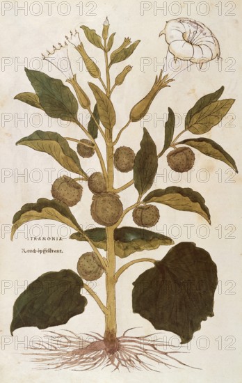Jimson Weed, Datura stramonium, Stramonia, coloured illustration by Leonhart Fuchs, (1542), from De