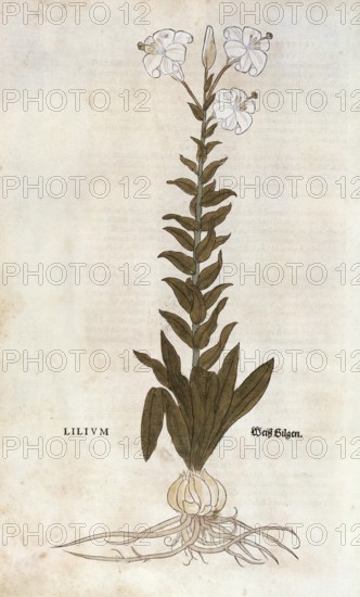 Lily, Lilium, coloured illustration by Leonhart Fuchs, (1542), from De historia stirpium