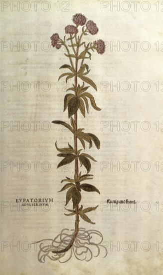 Water eupatorium, Eupatorium cannabinum, Eupatorium adulterinum, coloured illustration by Leonhart