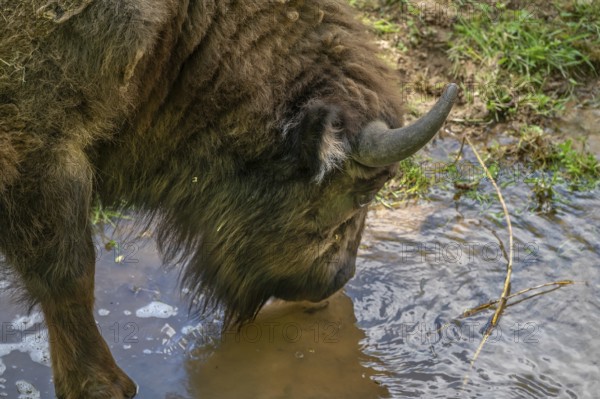 European bison (Bison bonasus) in a stream, wildlife park, Bavaria, Germany