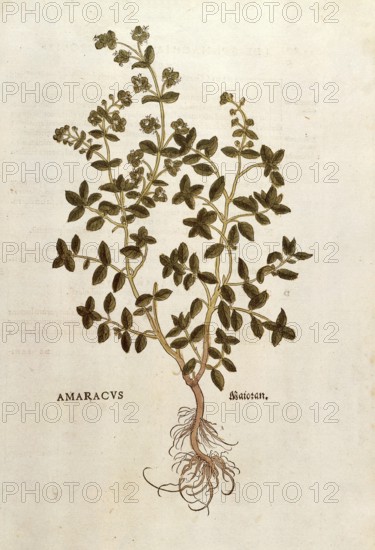Marjoram, Origanum majorana, Amaracus, coloured illustration by Leonhart Fuchs, (1542), from De