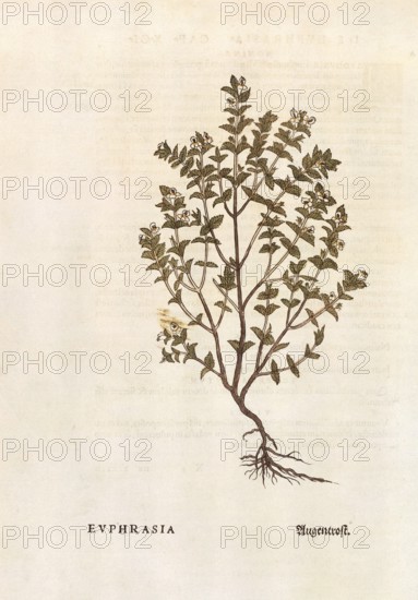 Eyebright, Euphrasia officinalis, coloured illustration by Leonhart Fuchs, (1542), from De historia