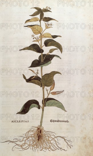 Swallowwort, Cynanchum vincetoxicum, Asclepias, coloured illustration by Leonhart Fuchs, (1542),