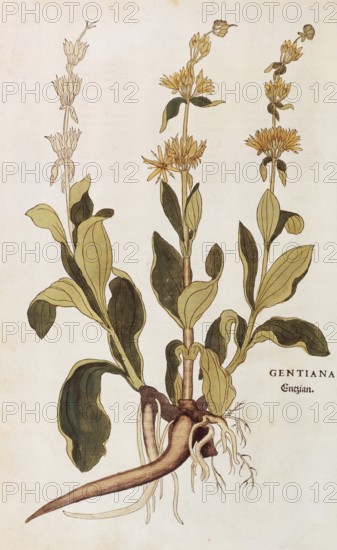 Great yellow gentian, Gentiana lutea, coloured illustration by Leonhart Fuchs, (1542), from De
