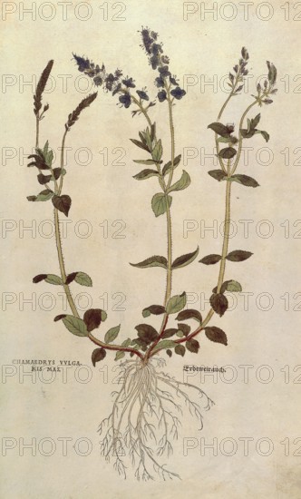 Speedwell, Veronica officinalis or Compact blue speedwell - Veronica allionii, Chamaedrys vulgaris