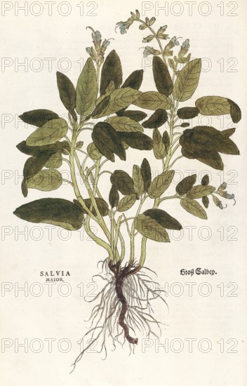 Sage, Salvia officinalis, Salvia maior, coloured illustration by Leonhart Fuchs, (1542), from De