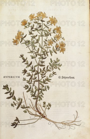 St. John's Wort, Hypericum perforatum, coloured illustration by Leonhart Fuchs, (1542), from De
