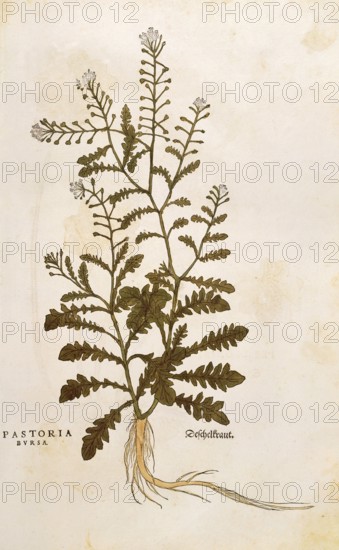 Shepherd's purse, Capsella bursa-pastoris, Pastoria bursa, coloured illustration by Leonhart Fuchs,