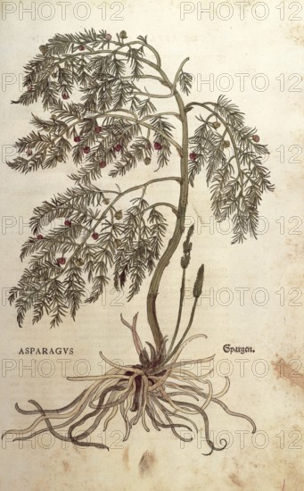 Asparagus, Asparagus officinalis, coloured illustration by Leonhart Fuchs, (1542), from De historia
