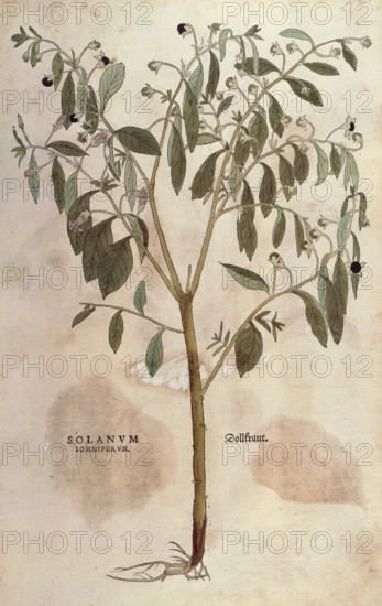 Black belladonna, Atropa belladonna, Solanum somniferum, coloured illustration by Leonhart Fuchs,