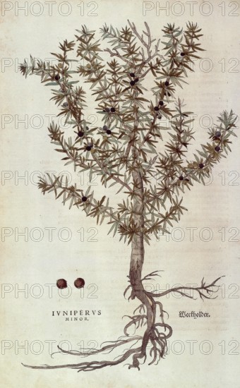 Juniper, Juniperus communis, Juniperus minor, coloured illustration by Leonhart Fuchs, (1542), from
