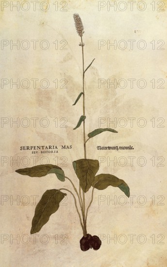 Serpentaria, Persicaria bistorta or Bistorta polygonum, Serpentaria mas seu bistorta, coloured