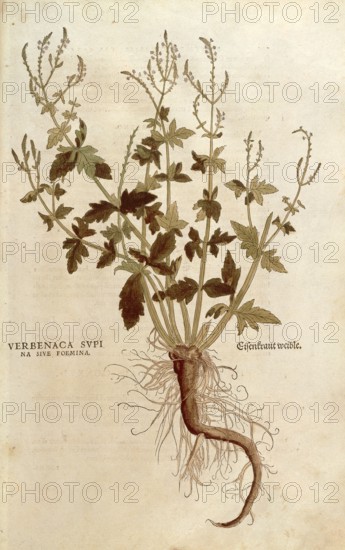 Verbena, Verbena officinalis, Verbenaca supina sive foemina, coloured illustration by Leonhart