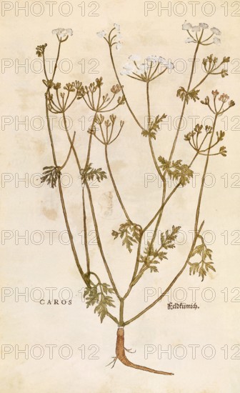 Caraway, Carum carvi, Caros, coloured illustration by Leonhart Fuchs, (1542), from De historia
