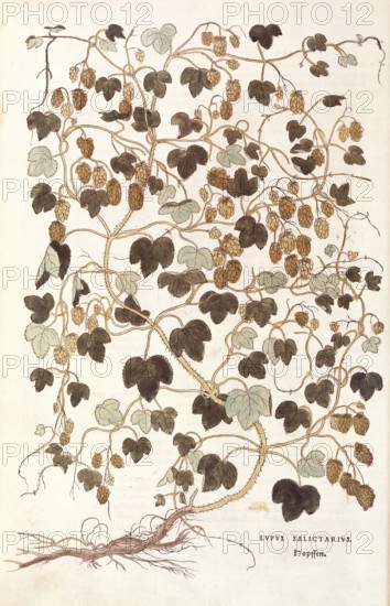 Hops, Humulus lupulus, Lupus salictarius, coloured illustration by Leonhart Fuchs, (1542), from De